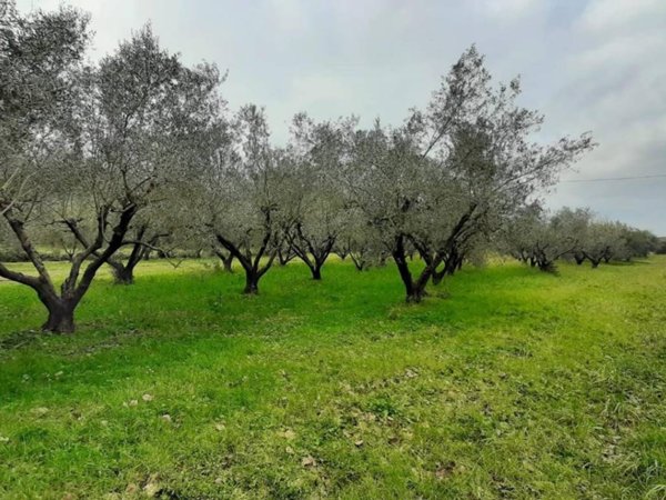 terreno agricolo in vendita a Cecina