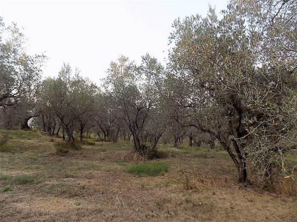 casa indipendente in vendita a Cecina