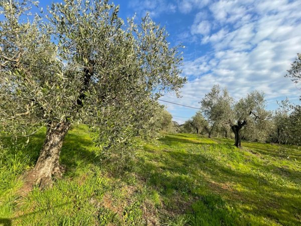 terreno agricolo in vendita a Cecina