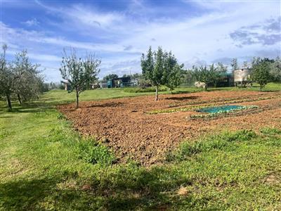 terreno agricolo in vendita a Cecina