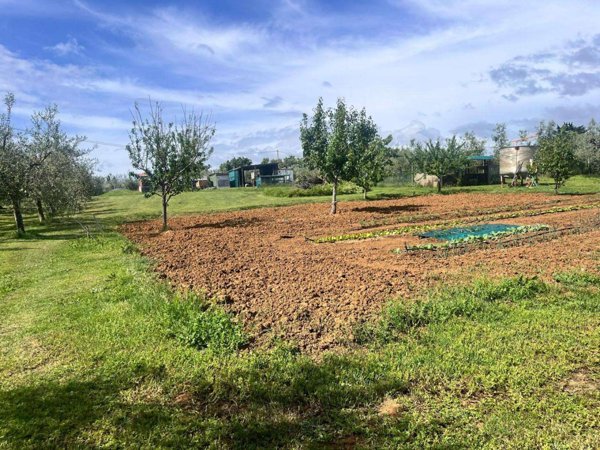 terreno agricolo in vendita a Cecina