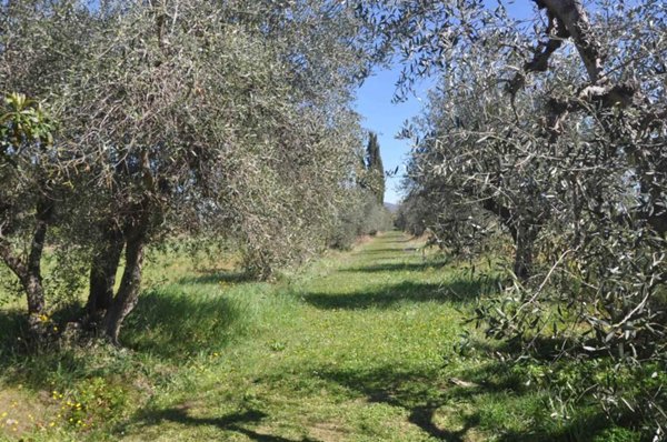 negozio in vendita a Cecina