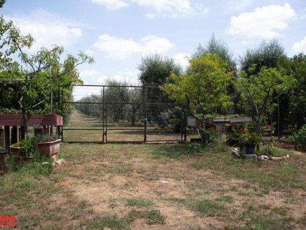 terreno agricolo in vendita a Cecina