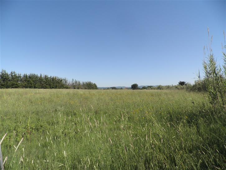terreno agricolo in vendita a Cecina