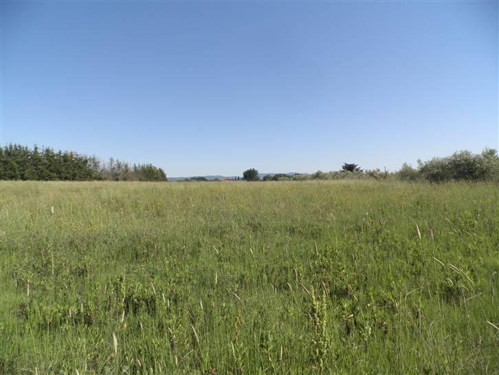 terreno agricolo in vendita a Cecina