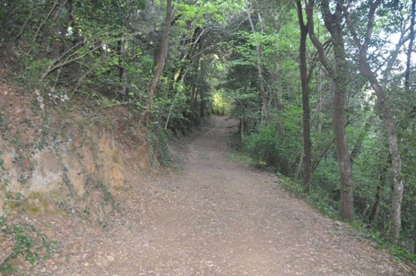 terreno agricolo in vendita a Cecina