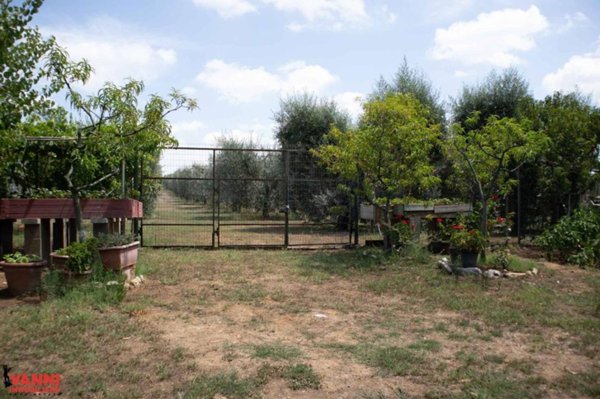 terreno agricolo in vendita a Cecina