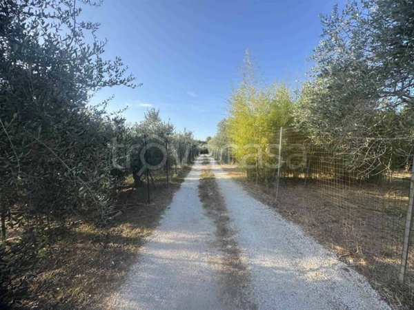 terreno agricolo in vendita a Cecina
