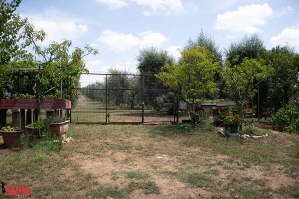 terreno agricolo in vendita a Cecina