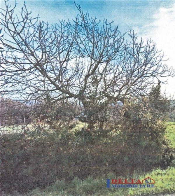 terreno agricolo in vendita a Cecina
