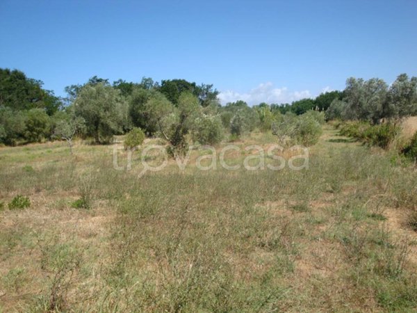 terreno agricolo in vendita a Cecina