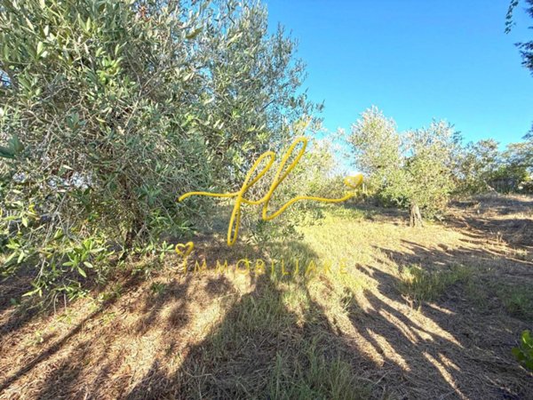terreno agricolo in vendita a Cecina