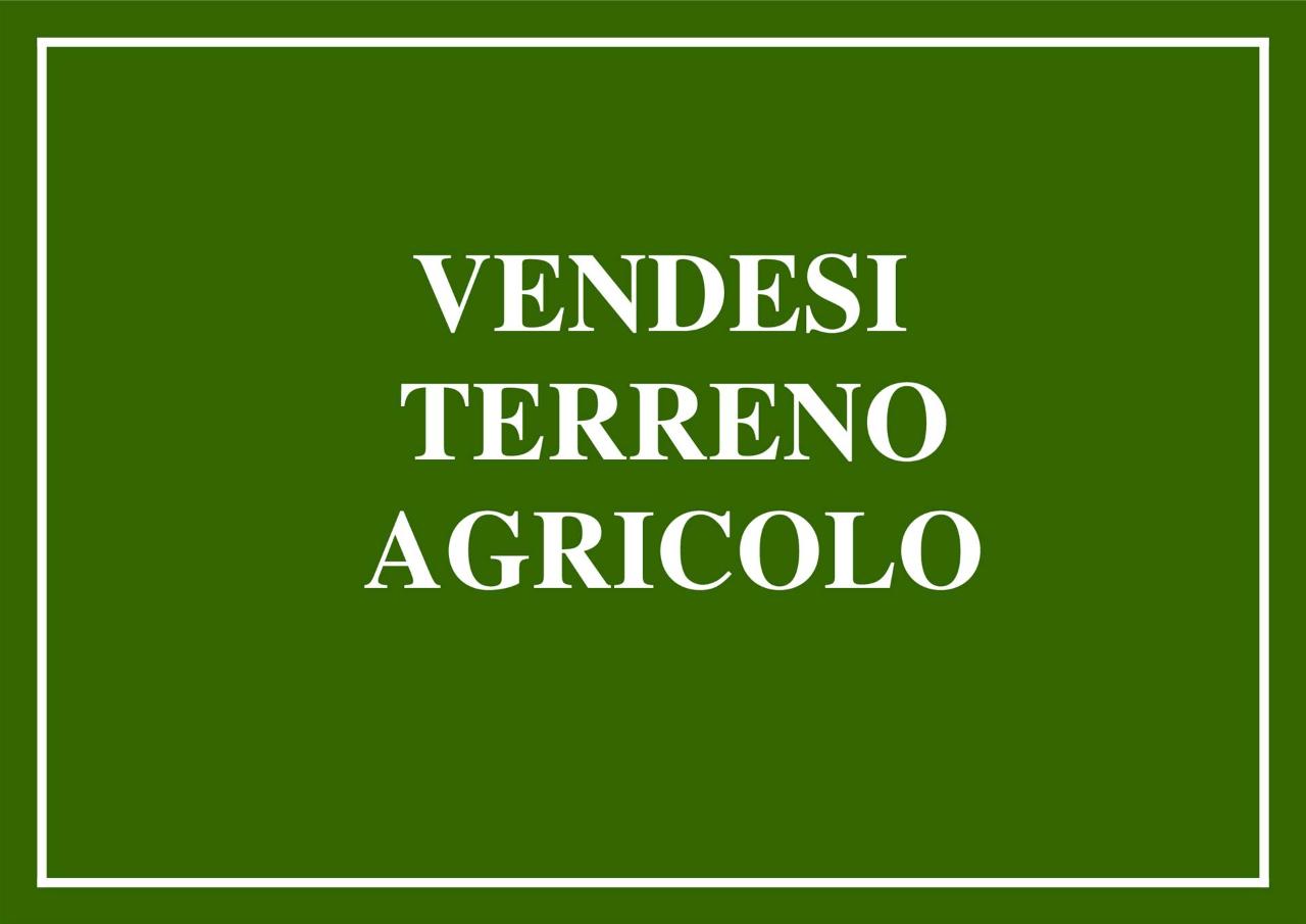 terreno agricolo in vendita a Cecina