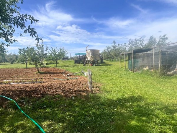 terreno agricolo in vendita a Cecina