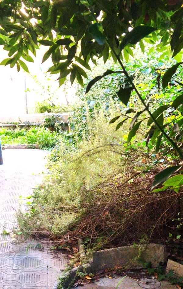 appartamento in vendita a Cecina