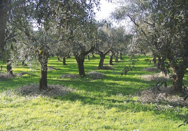 terreno agricolo in vendita a Cecina