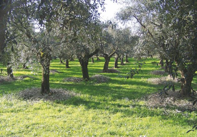 terreno agricolo in vendita a Cecina