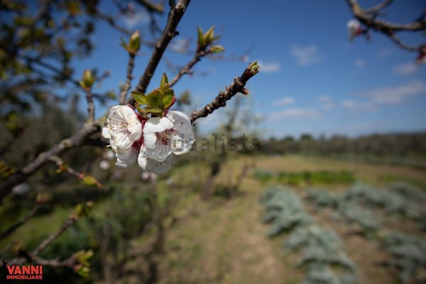 casa indipendente in vendita a Cecina