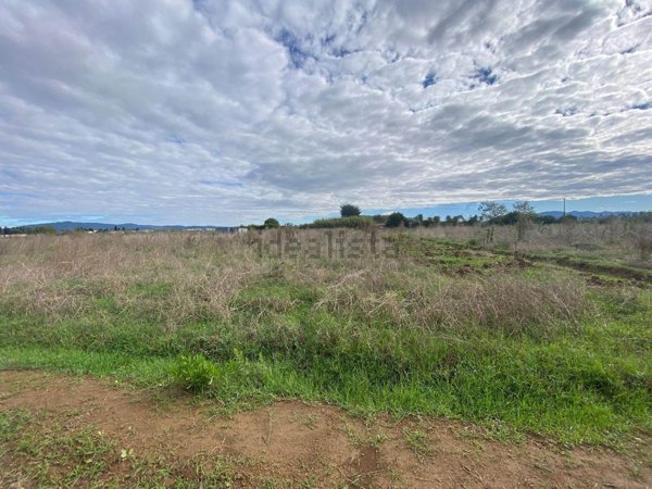 terreno agricolo in vendita a Cecina