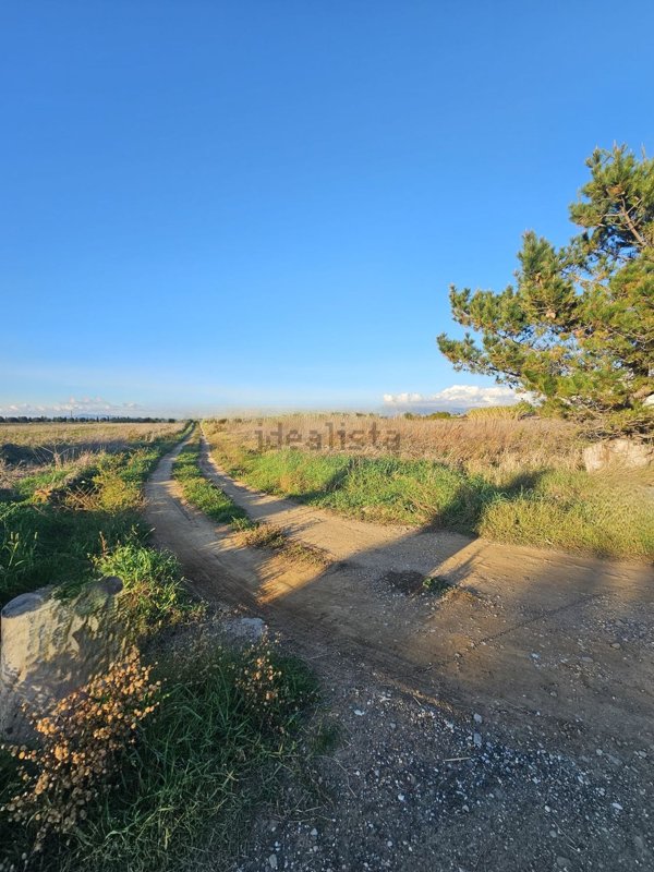 terreno agricolo in vendita a Cecina