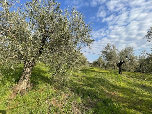 terreno agricolo in vendita a Cecina