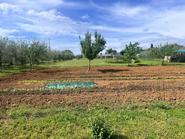 terreno agricolo in vendita a Cecina