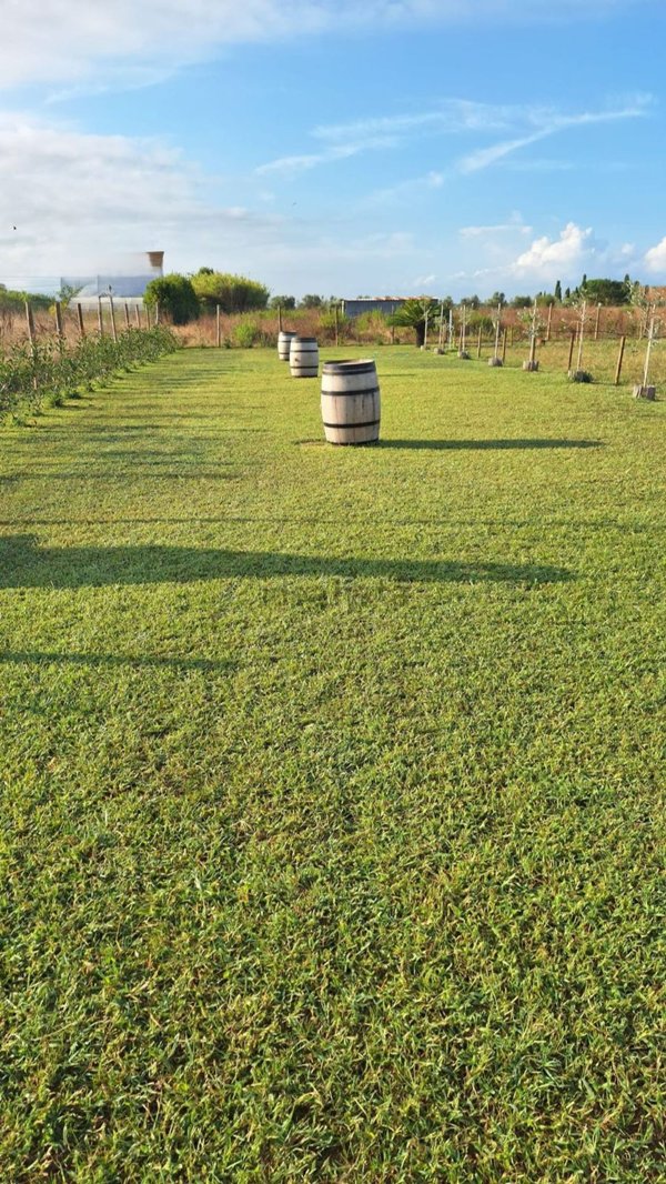terreno agricolo in vendita a Cecina