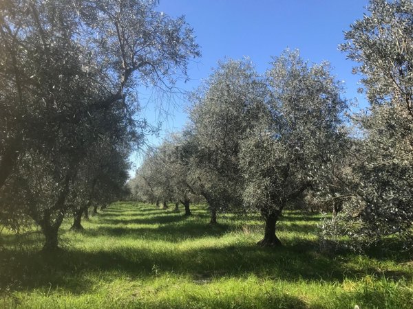 monolocale in vendita a Cecina