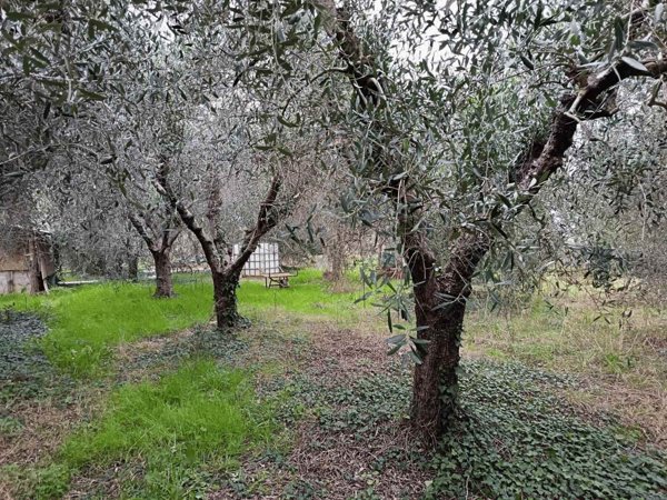 terreno agricolo in vendita a Cecina