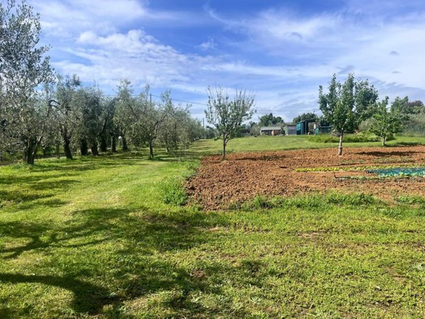 terreno agricolo in vendita a Cecina
