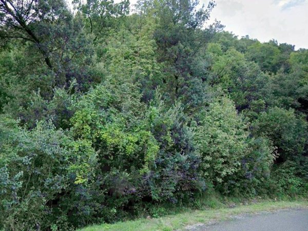 terreno agricolo in vendita a Cecina