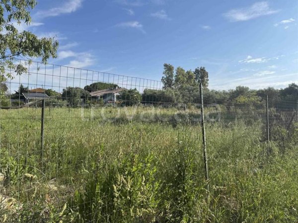 terreno agricolo in vendita a Cecina