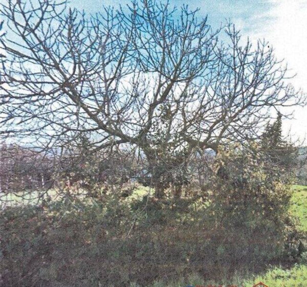 casa indipendente in vendita a Cecina