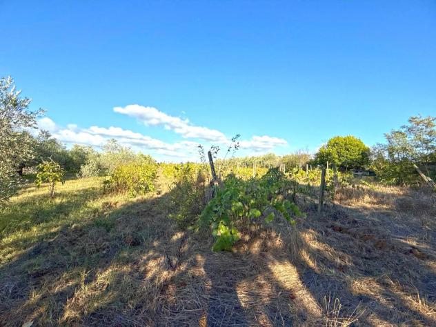 terreno agricolo in vendita a Cecina