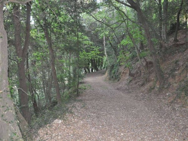 terreno agricolo in vendita a Cecina