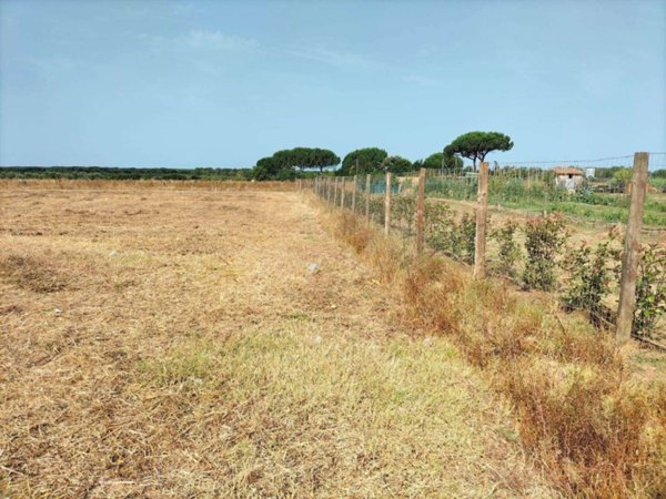 terreno agricolo in vendita a Cecina