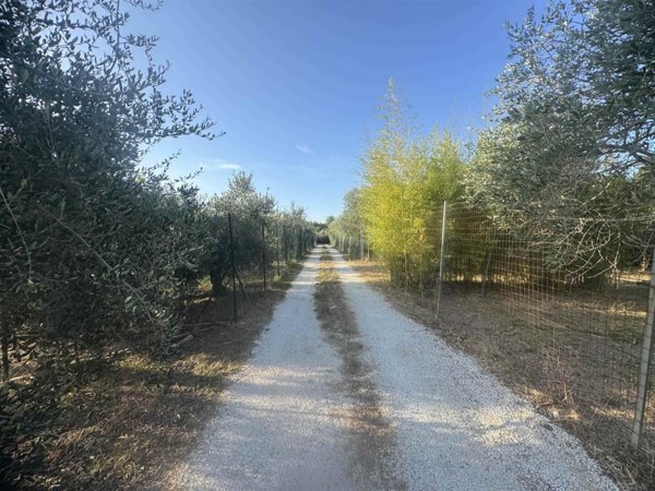 terreno agricolo in vendita a Cecina