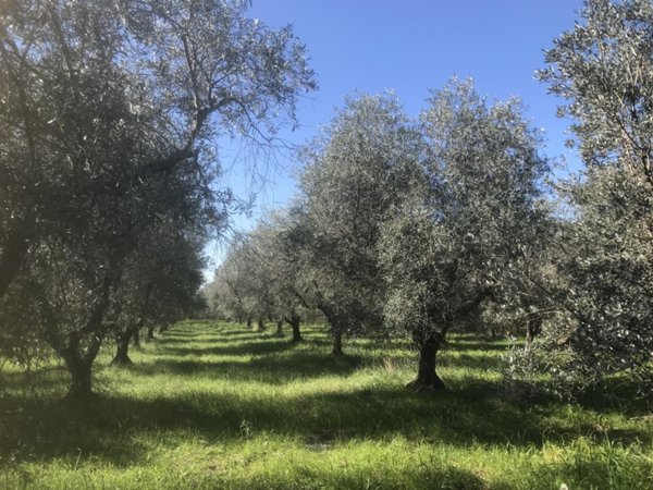 monolocale in vendita a Cecina