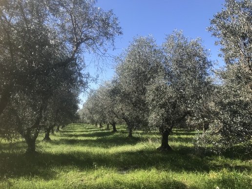 casa indipendente in vendita a Cecina