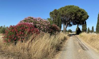 terreno agricolo in vendita a Cecina