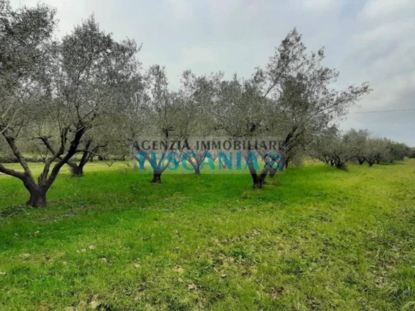 terreno agricolo in vendita a Cecina