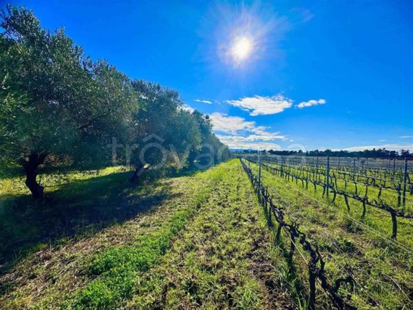 terreno agricolo in vendita a Cecina