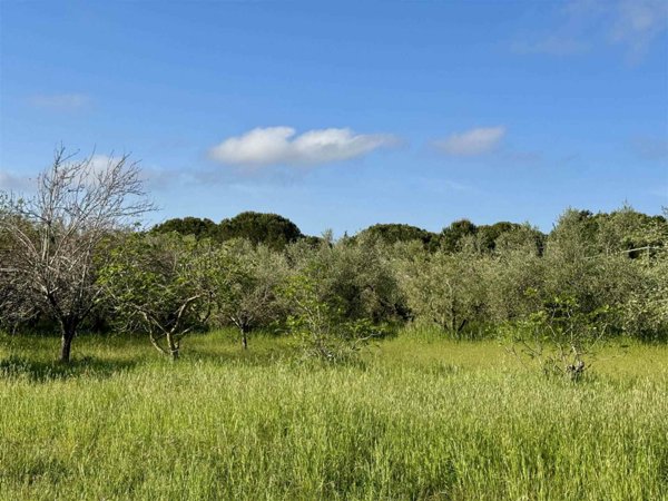 terreno agricolo in vendita a Cecina