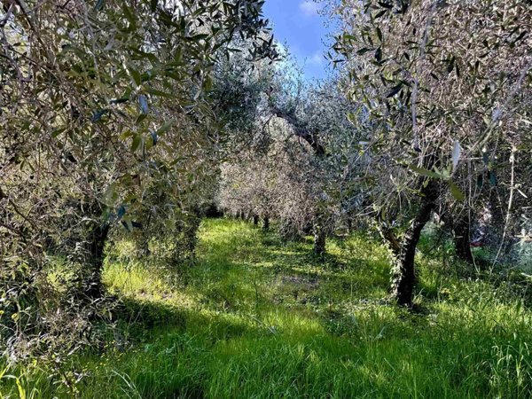 terreno agricolo in vendita a Cecina