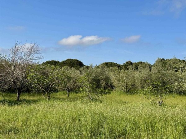 terreno agricolo in vendita a Cecina
