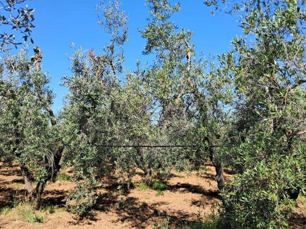 casa indipendente in vendita a Cecina