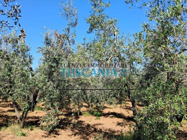 casa indipendente in vendita a Cecina