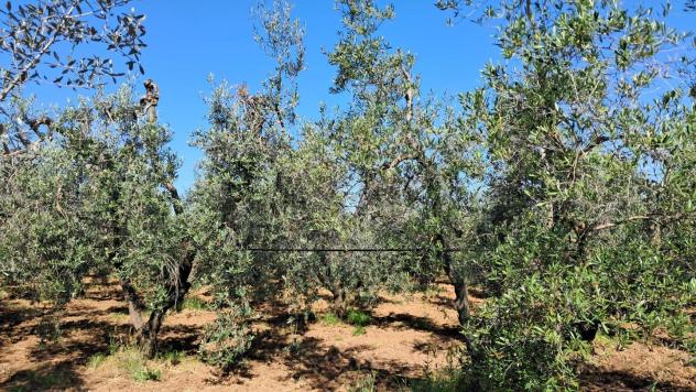 negozio in vendita a Cecina