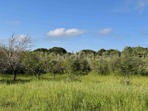 terreno agricolo in vendita a Cecina