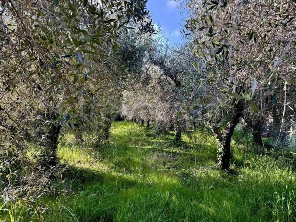 terreno agricolo in vendita a Cecina